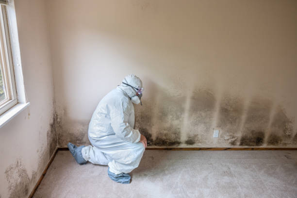 Best Local Mold Removal Service  in Great Falls Crossing, VA